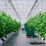 greenhouse-liquid-fish-fertilizer-1-jpg-150x150